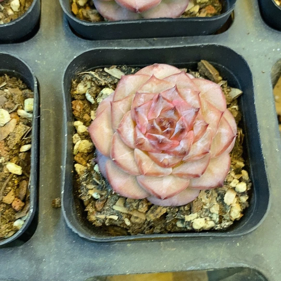 团。钻戒。福利多多