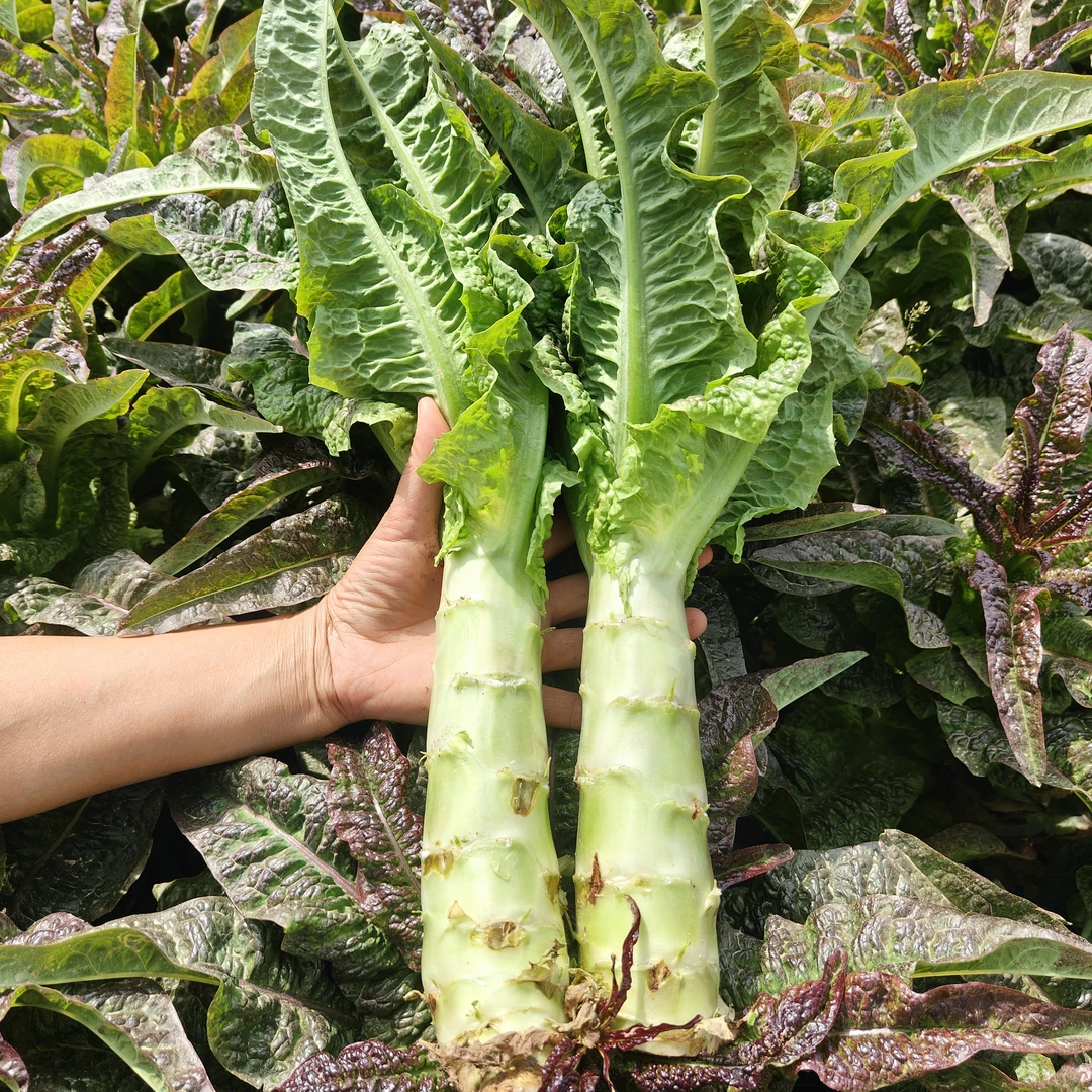 【热卖】应季蔬菜红叶莴苣农家露天种植新鲜莴笋打霜蔬菜5斤装