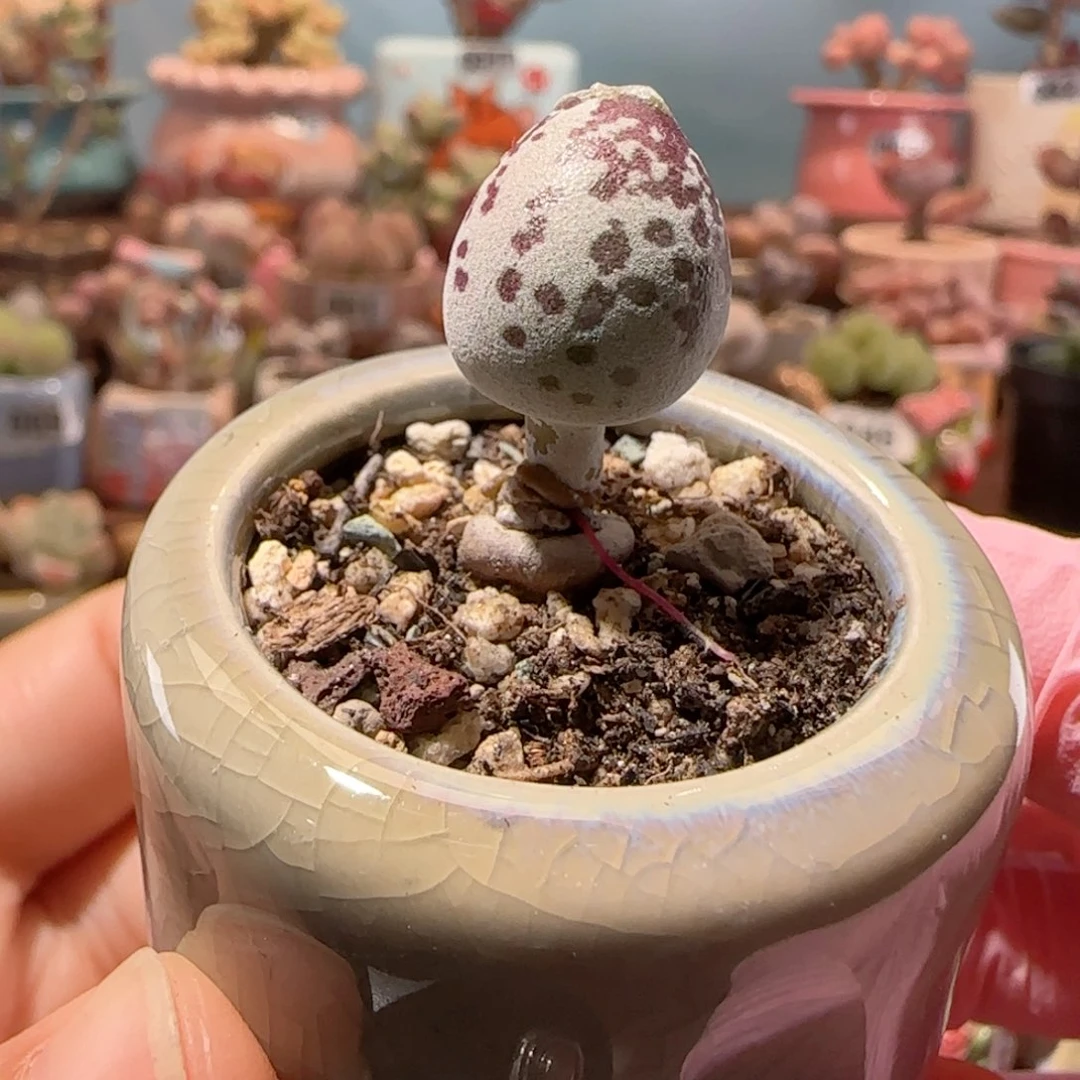 紫海豹   盆口3cm