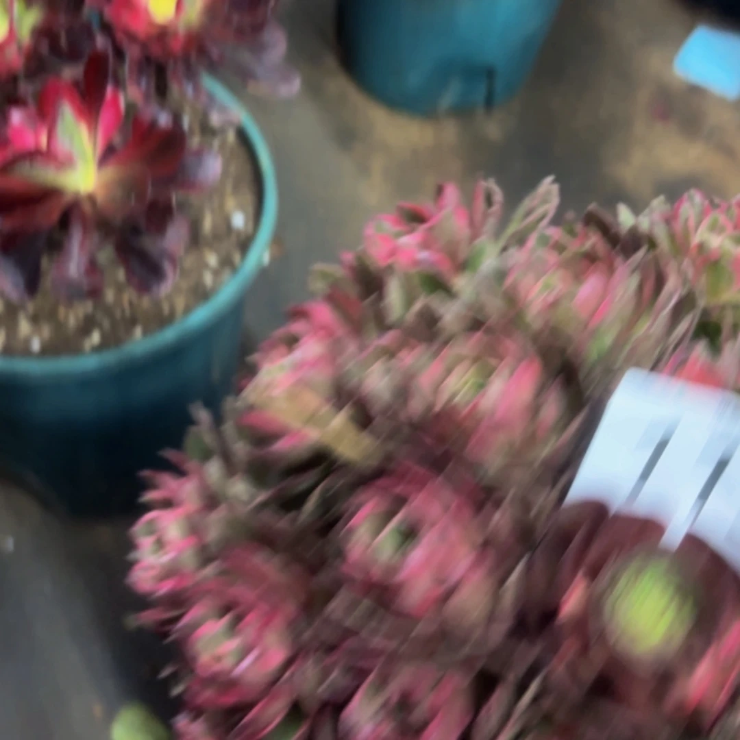 哈哈多肉葡萄福利119