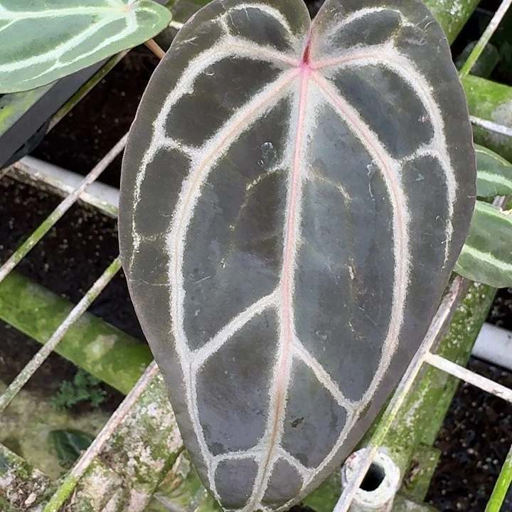 不开花植物紫水晶花烛易植好养