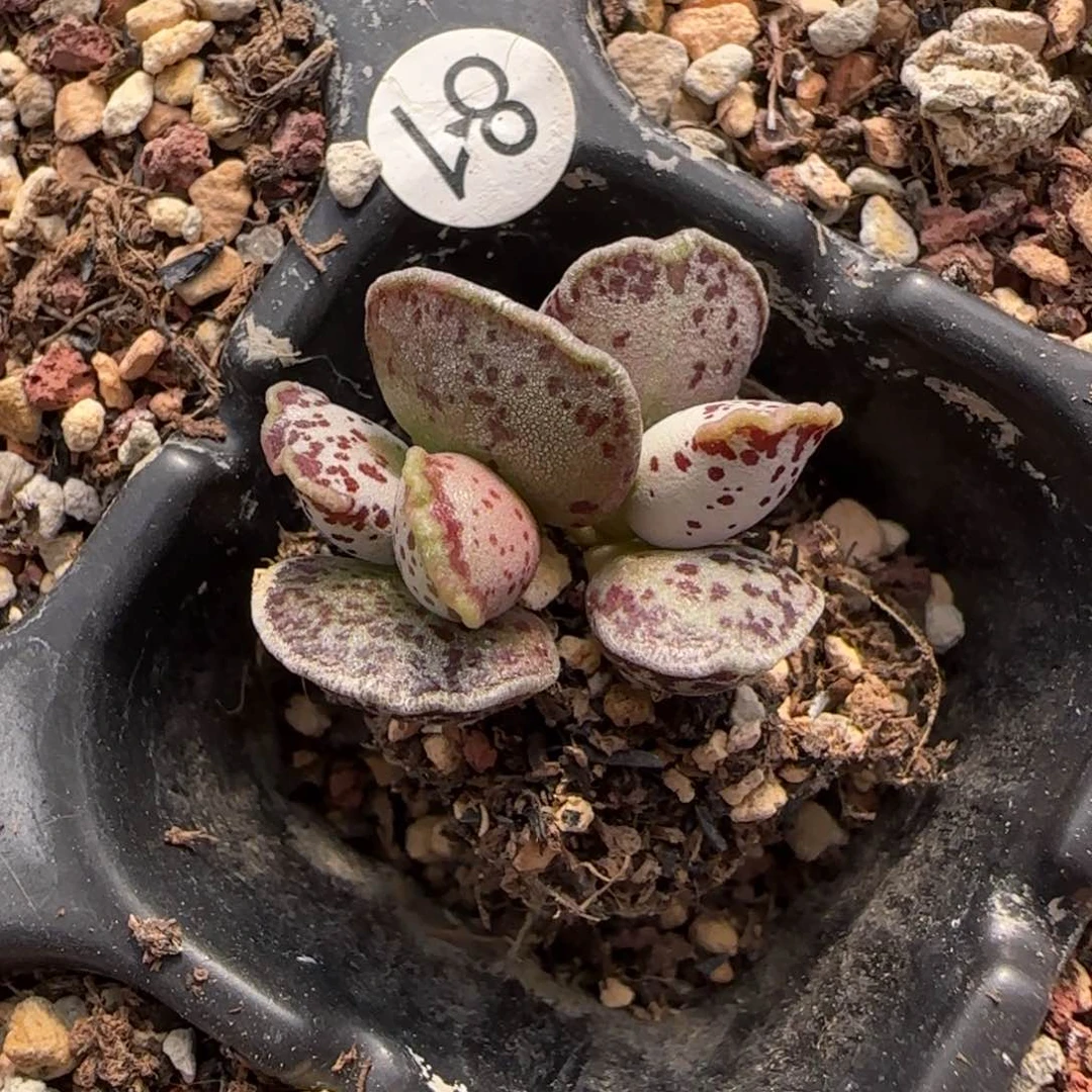 粉体海豹水泡多肉81