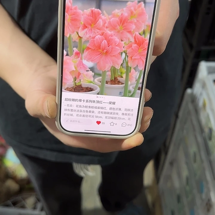 蒂卡荣耀6公分福利