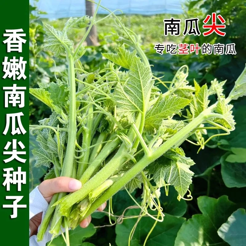香嫩南瓜尖种子种籽苗专吃茎嫩叶藤青菜盆栽特色蔬菜吃苗孑叶