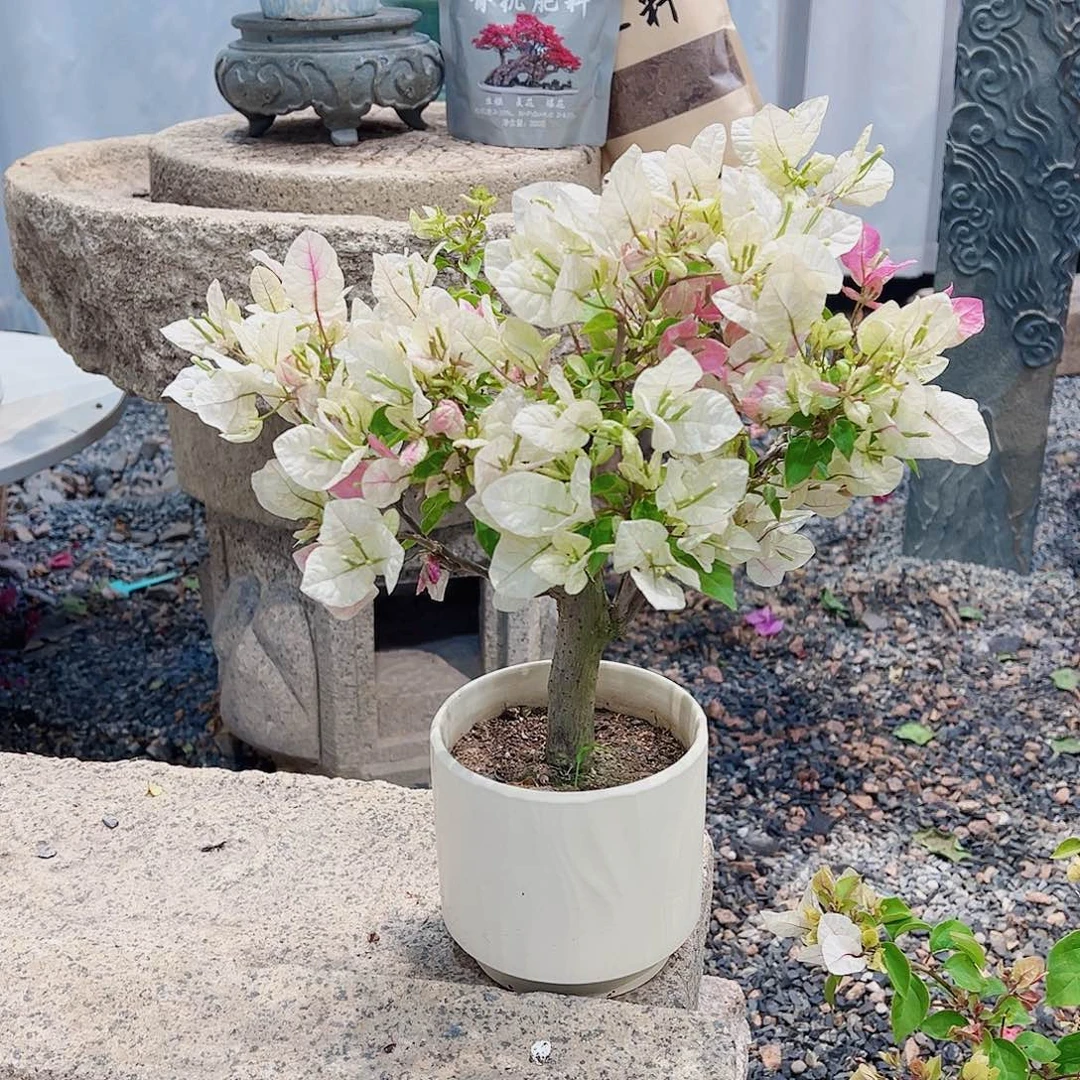 无花朵用****0三角梅三角梅三角梅