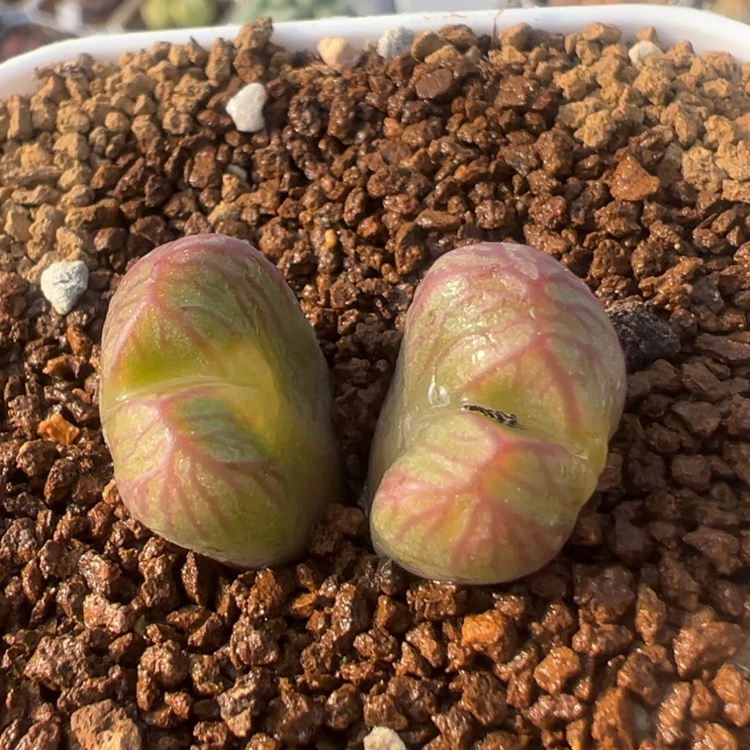 深***色36多肉植物百科植物