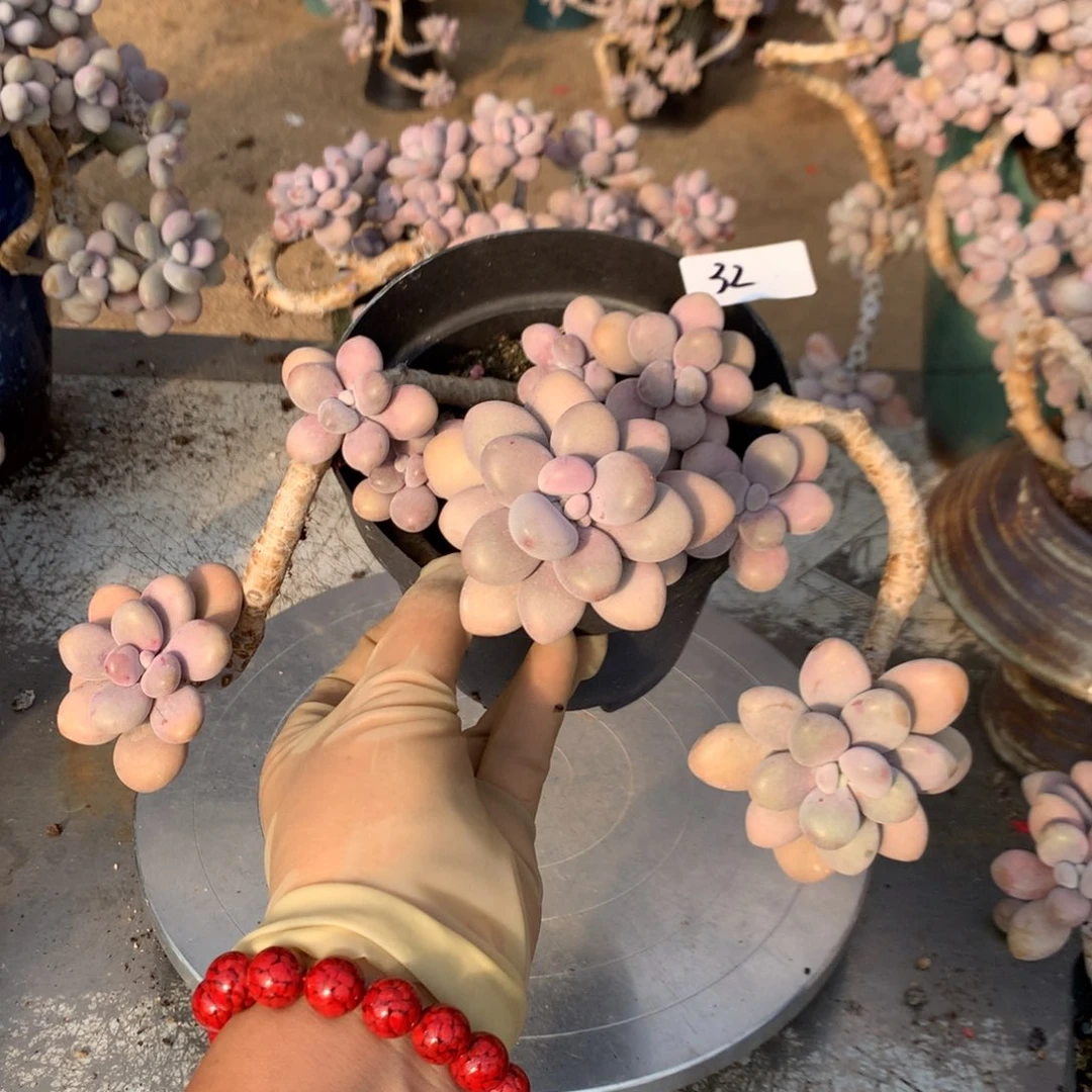 桃蛋老桩不带盆32号