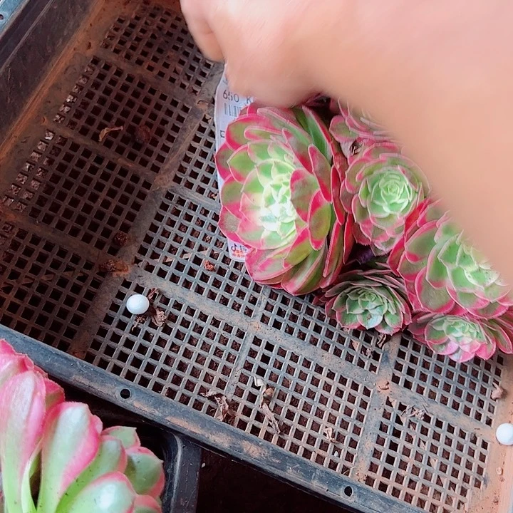海鲜二加仑多肉植物