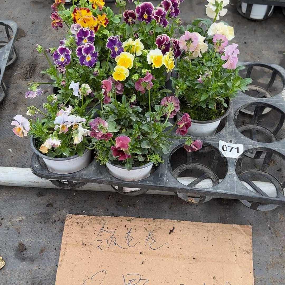 071号大花角堇清棚福利无售后