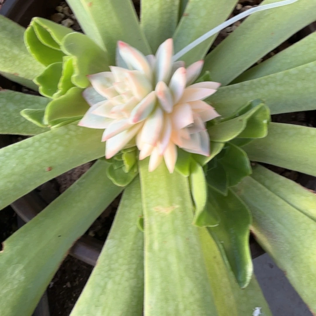 粉蓝鸟白覆轮锦郑州场多肉521