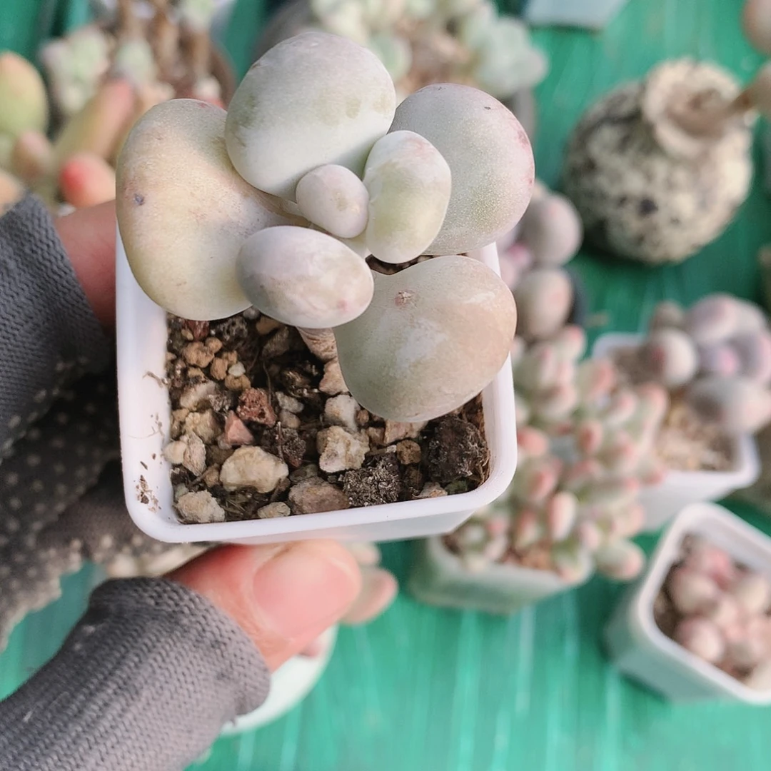 油煎丸子锦一物一拍