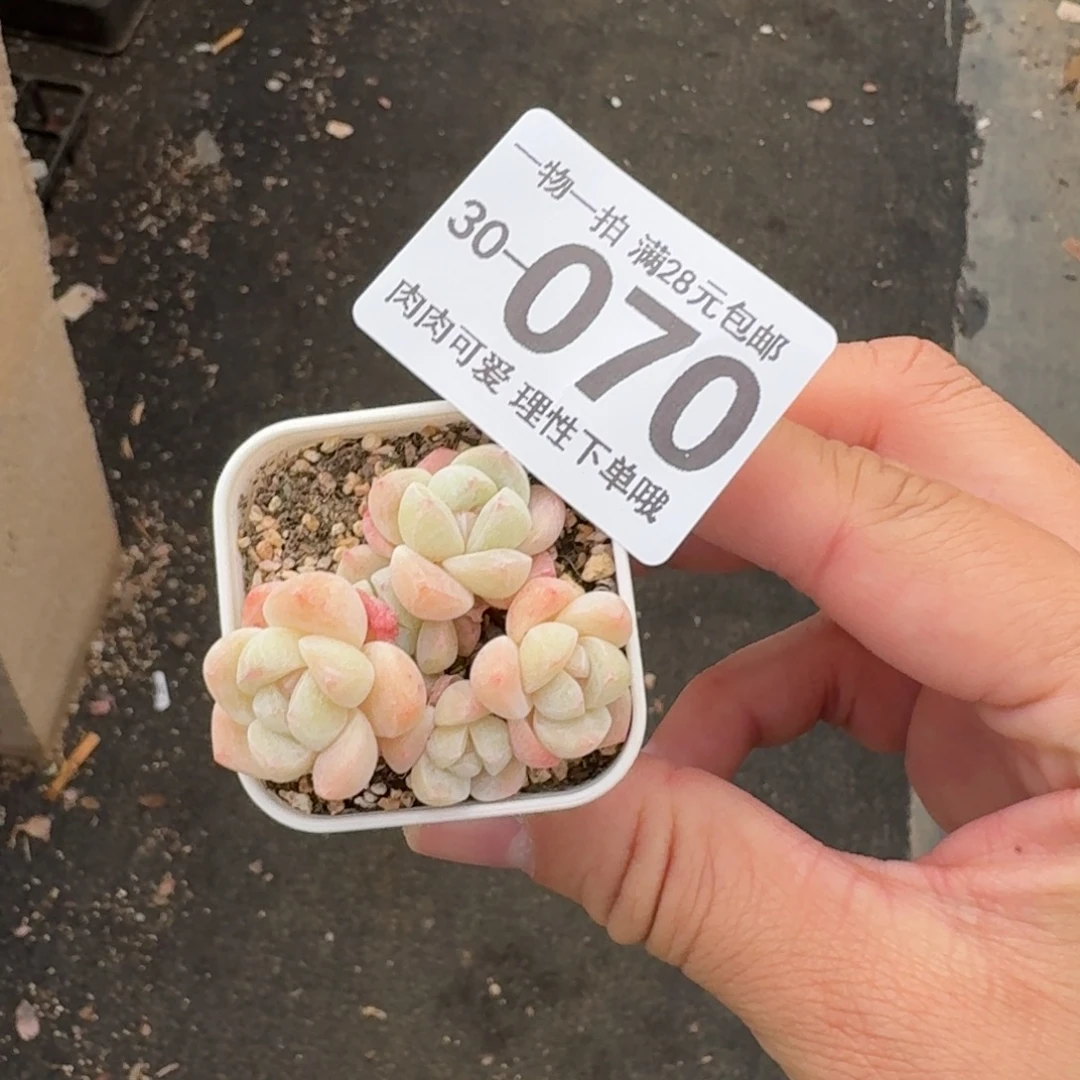 5头拇指冰带盆土发货