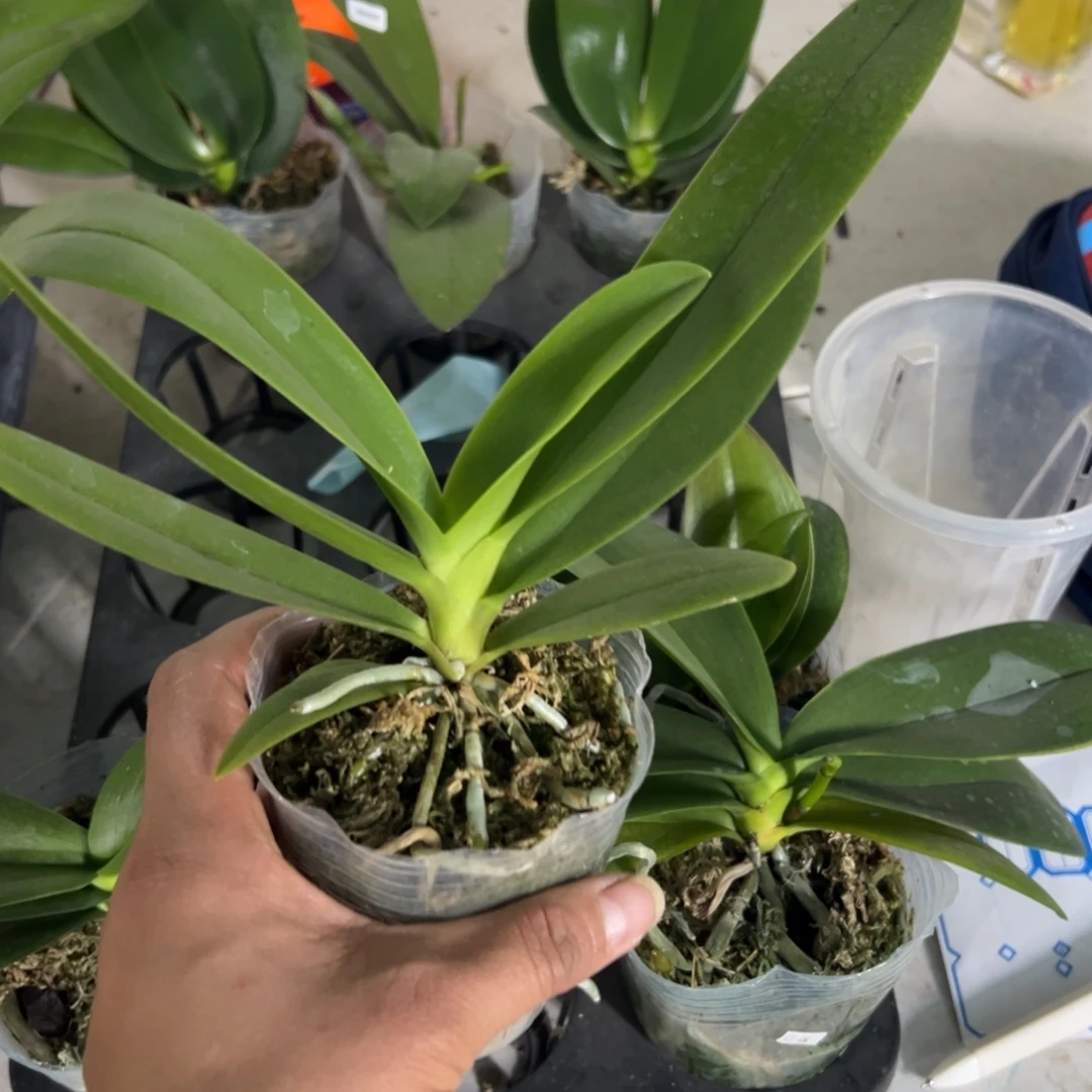 当前无花栽培后可以开花333小茴紫新苗