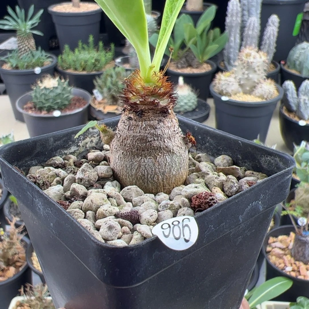 象鼻大戟实生2.4一物一拍