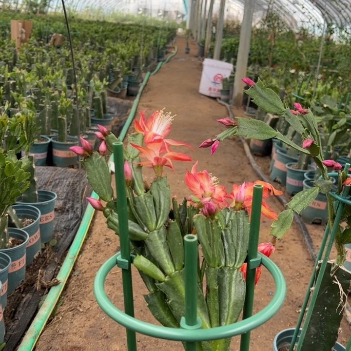 敏***姐34号灵犀000000000