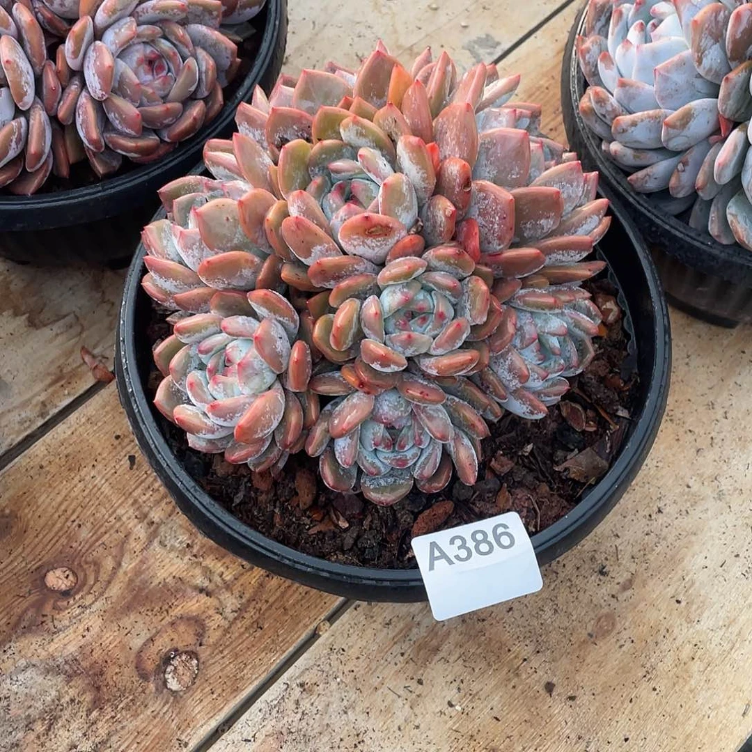 小***！386多肉植物多肉植物