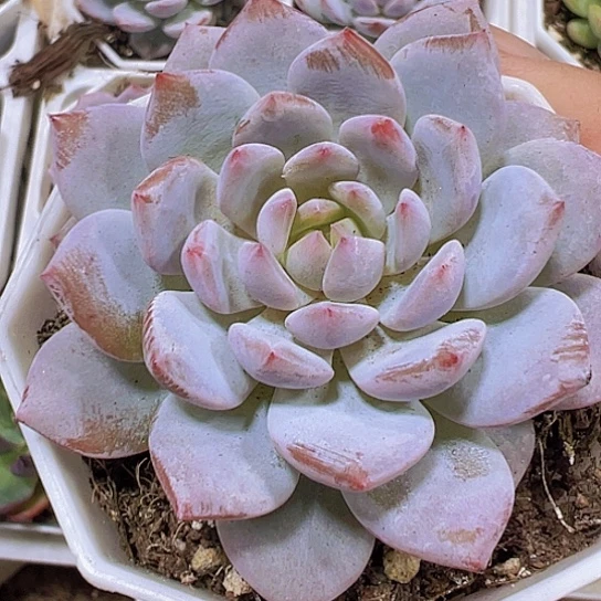 玉芙蓉9.9包邮多肉植物