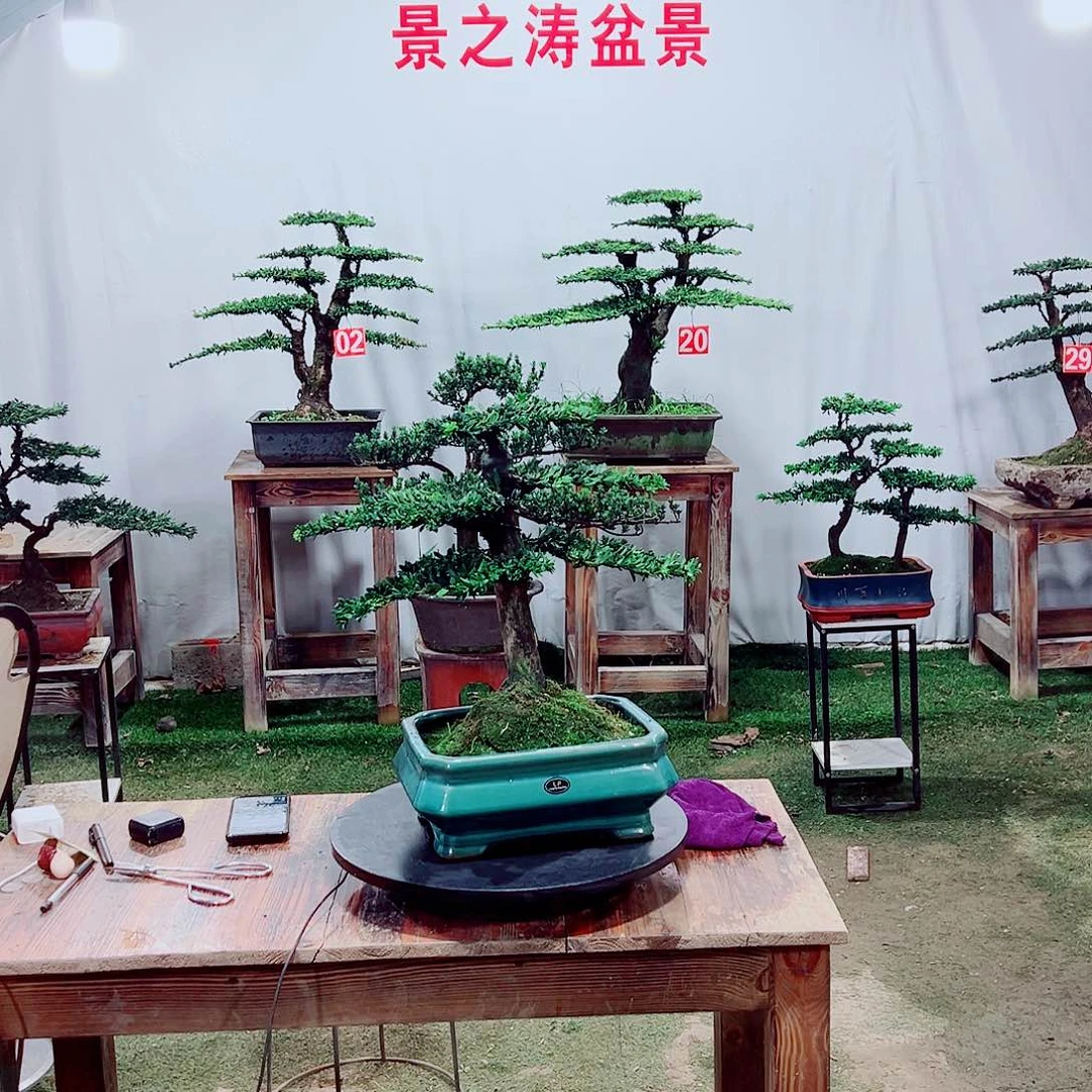 无花朵小老桩红芽珍珠罗汉松