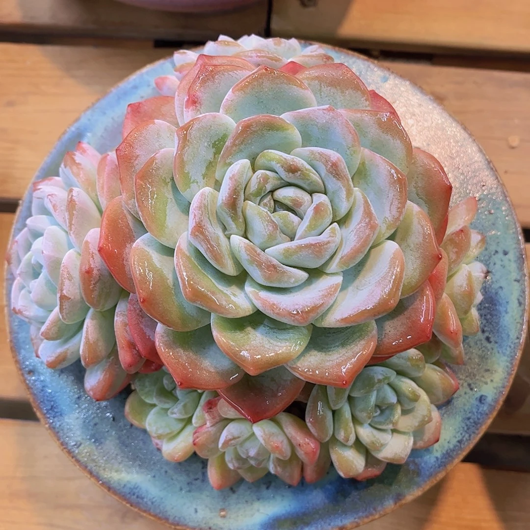 韩版奶油冰玉多肉
