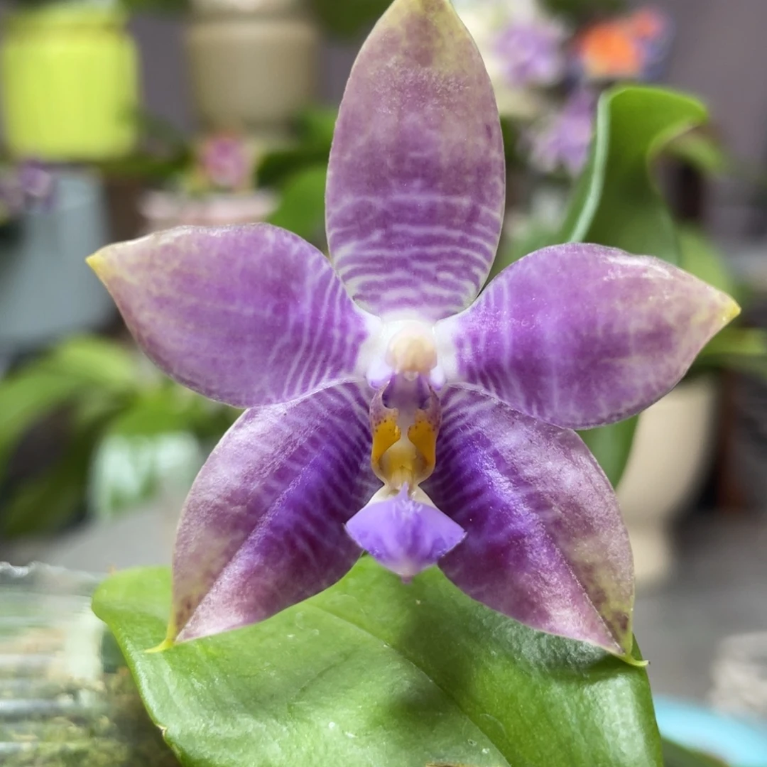 完全开放KM3667，2.5杯开花株