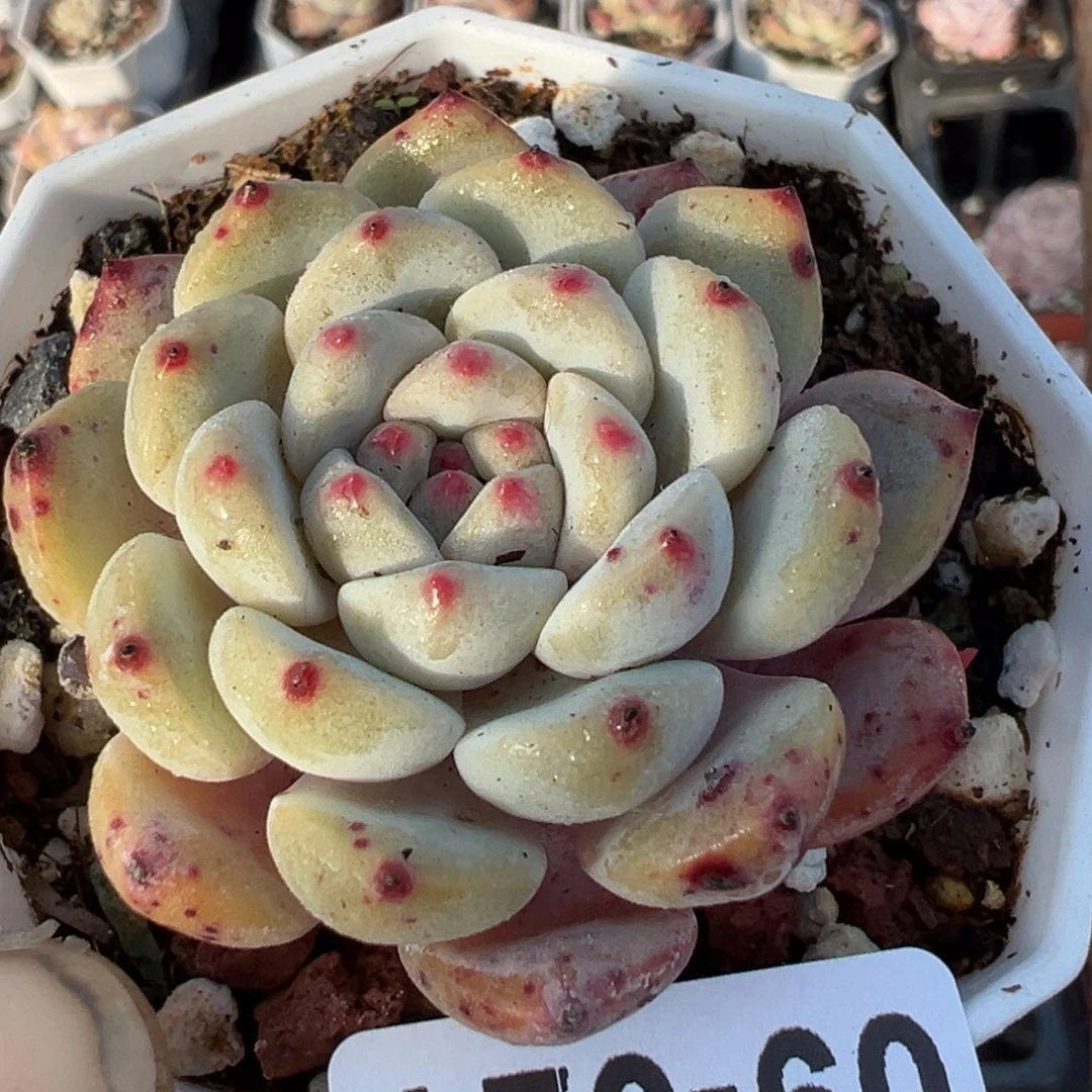 小卡拉米糖心一物一拍9-21