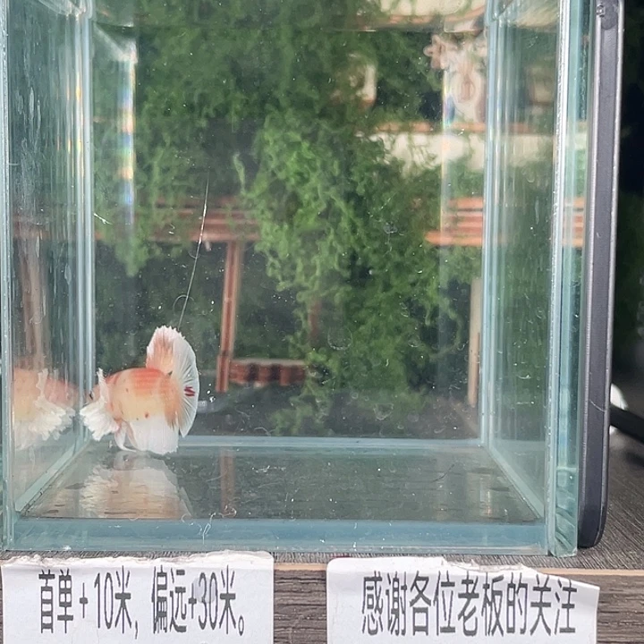 斗鱼活体不退不换谢谢