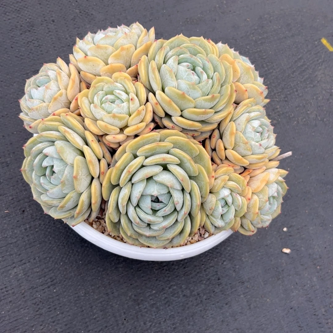 奶***甜劳林自然群多肉植物
