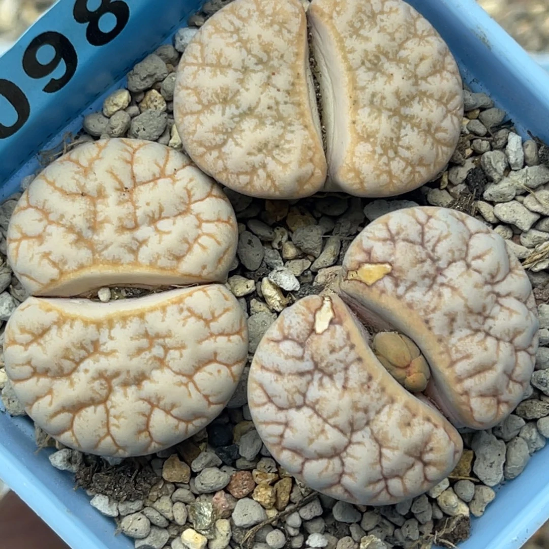 0981向日葵三颗。