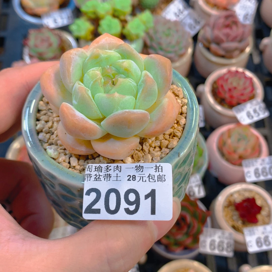 5厘米盆精控多肉2091