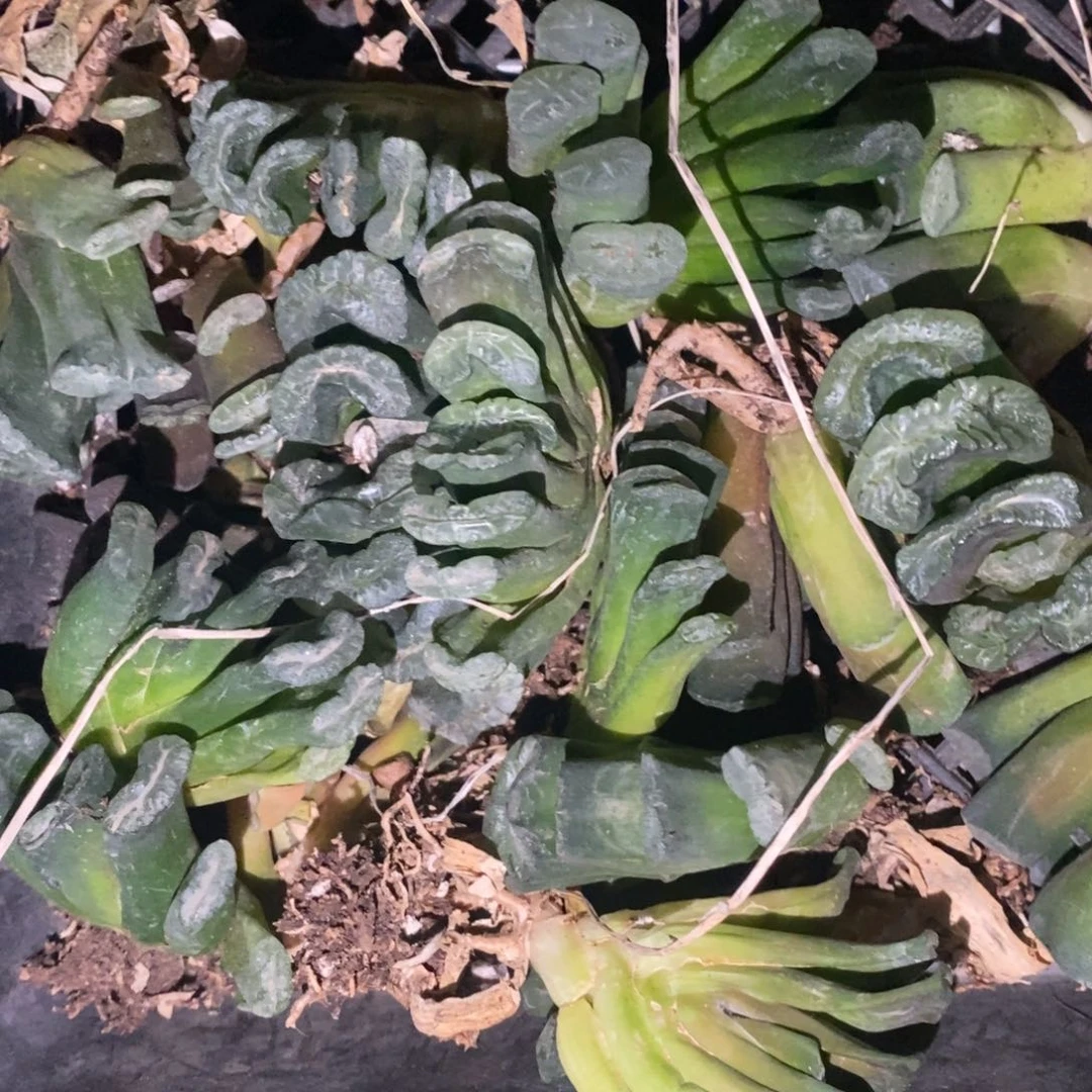 1713 一颗实生玉扇