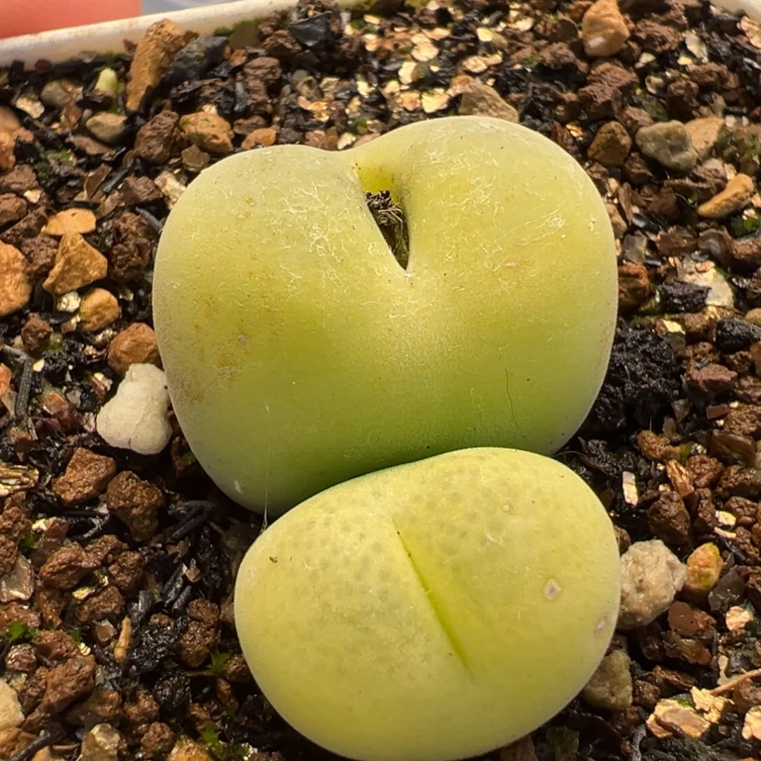 452多肉植物种类多样