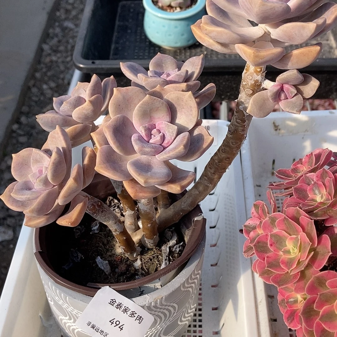 金泰家多肉，494紫乐