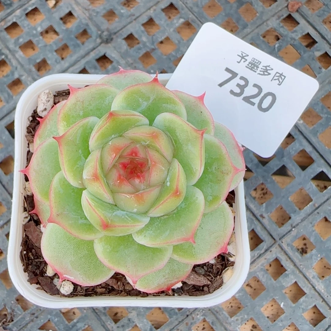 薄荷，7320多肉植物