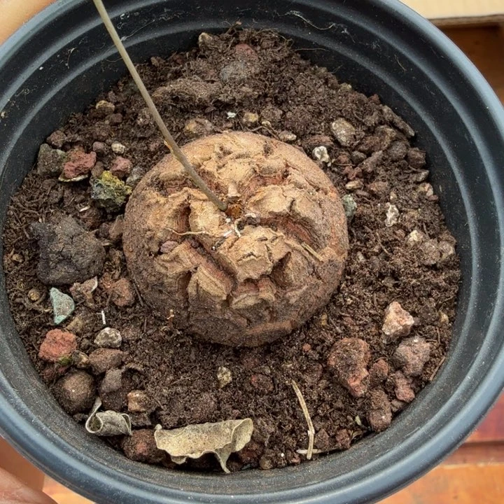 M****y龟甲龙663 仙人球