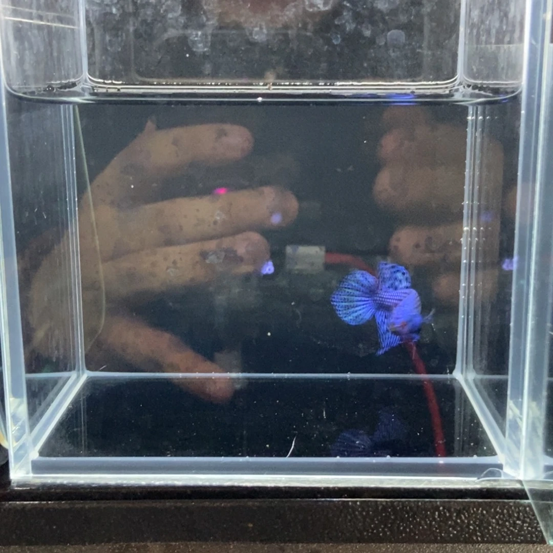 斗鱼包活不包损所见即所得096