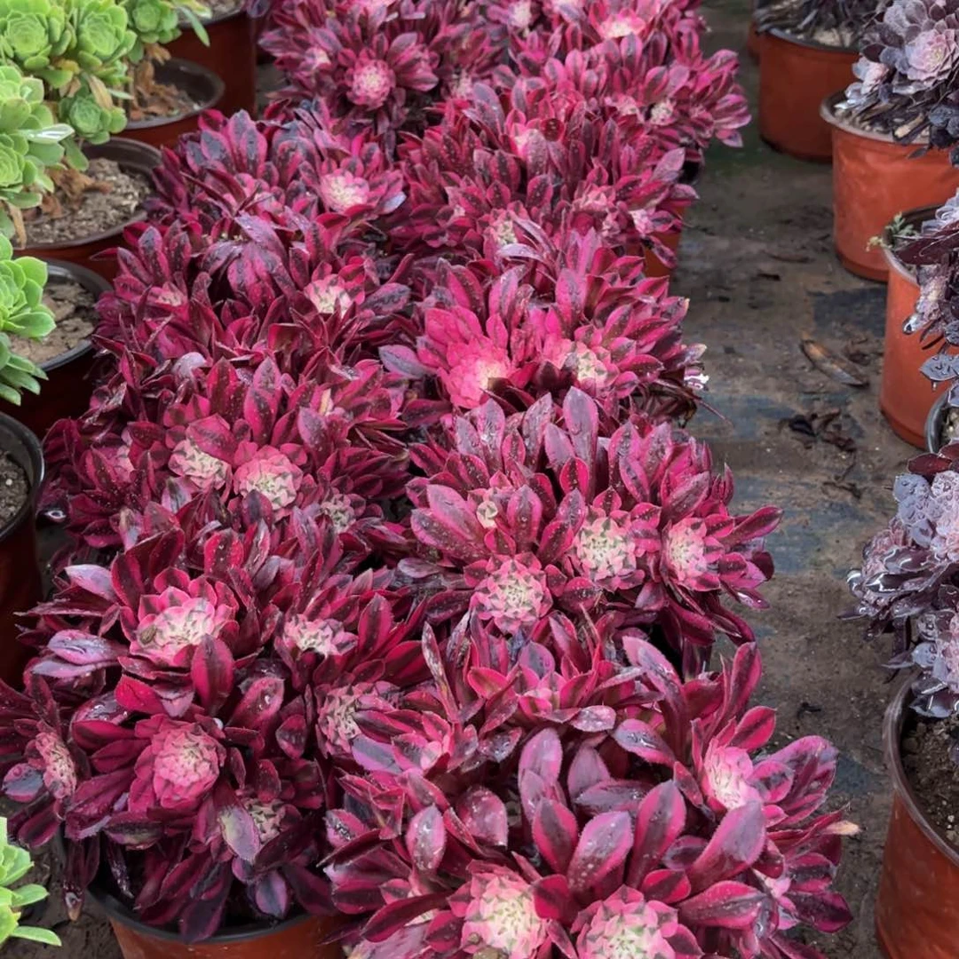 黑铜壶超白绣球9.9法师多肉嫩