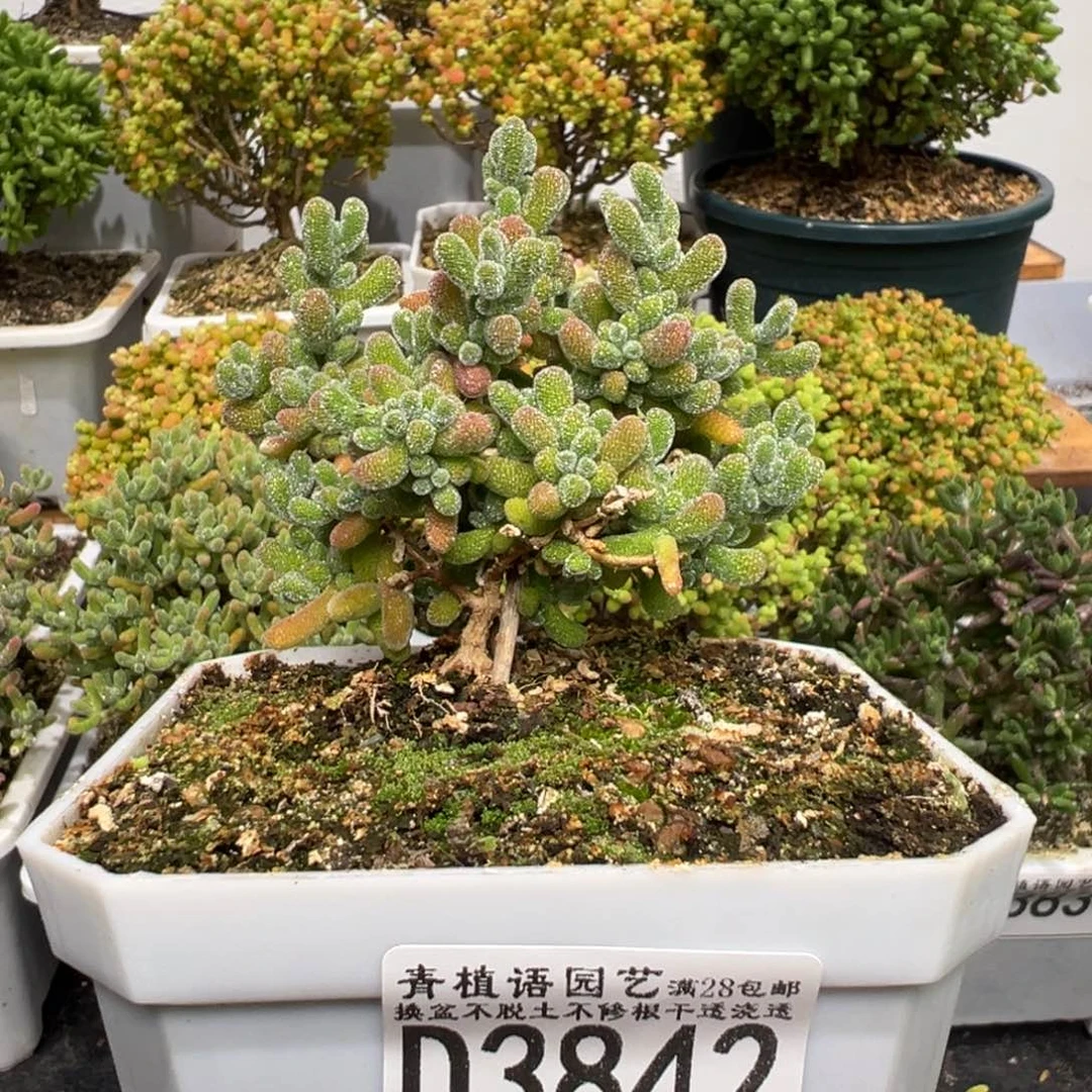 d3842冰晶枝干三叉戟