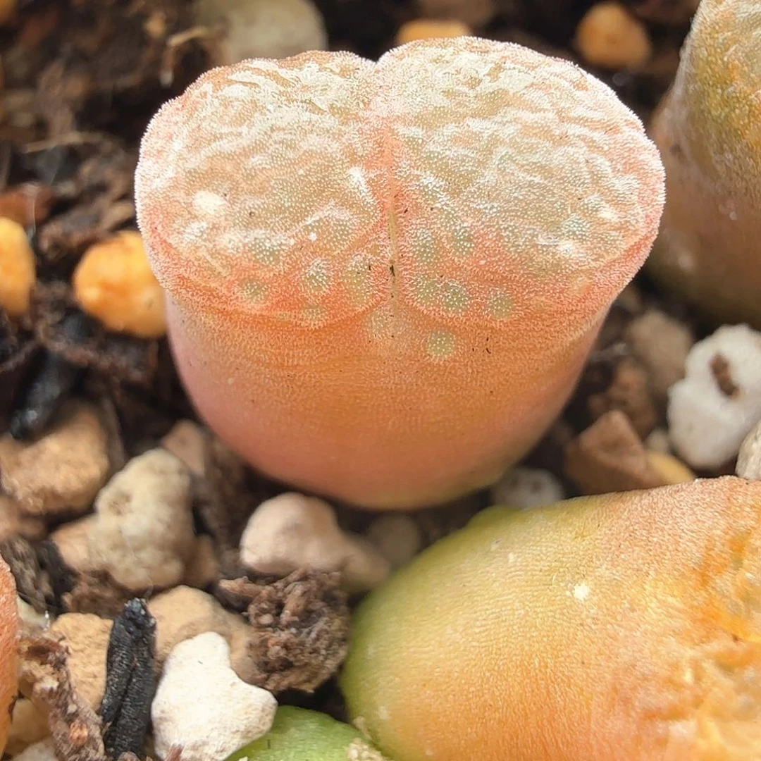 2.19.102/粉色风铃/多肉植物