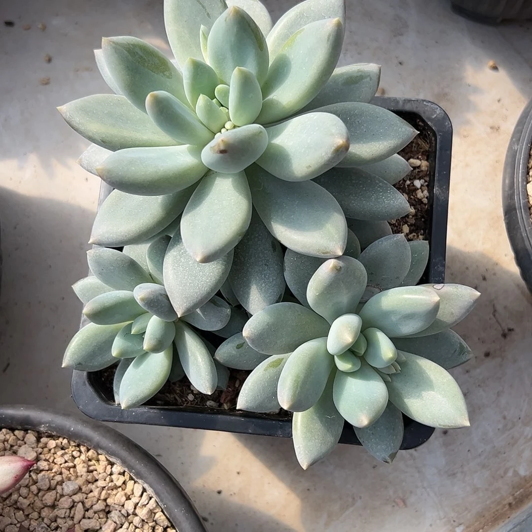【闪购商品】大三头哥特