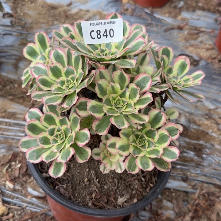 840白兰地 多肉植物