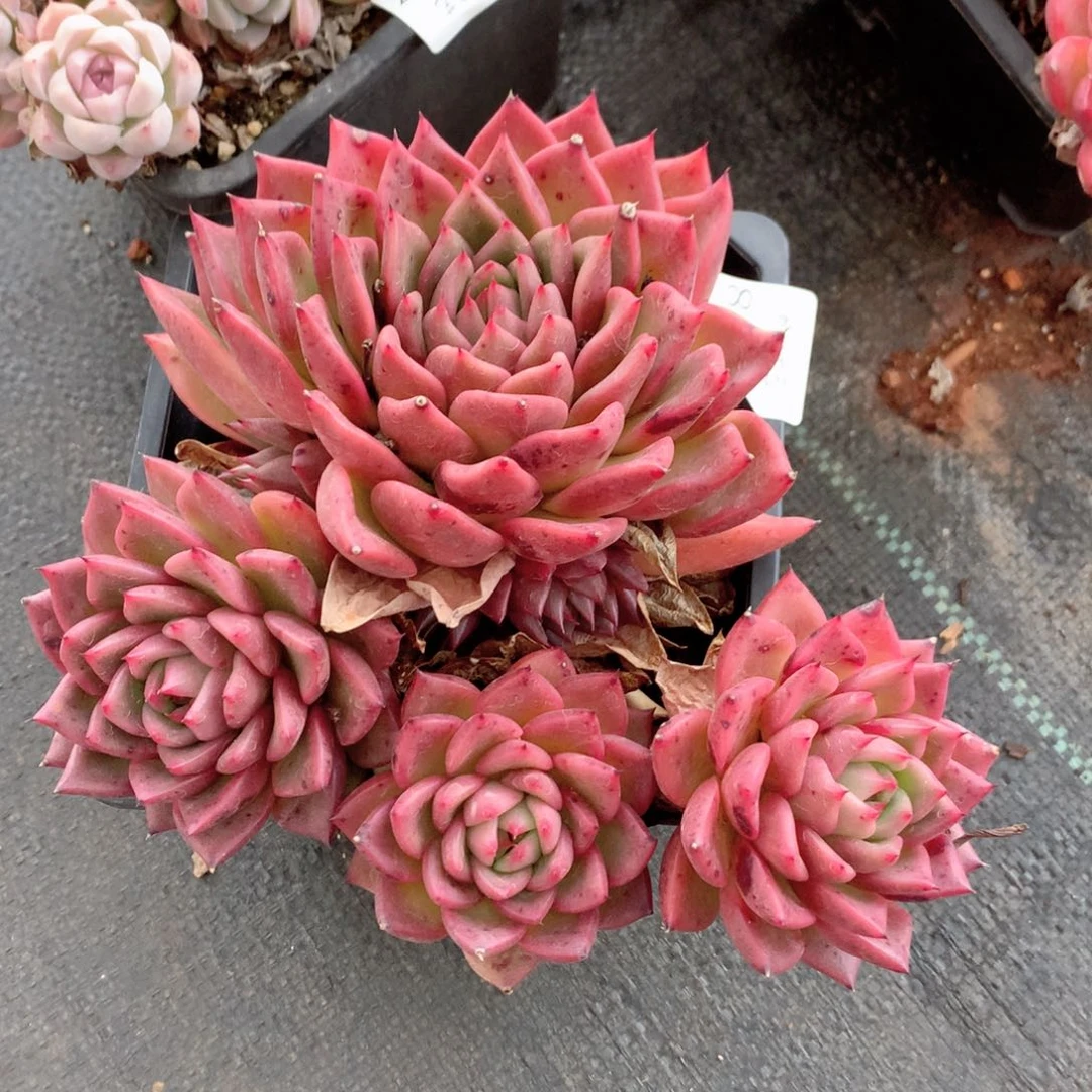 8698杂交多肉植物基地