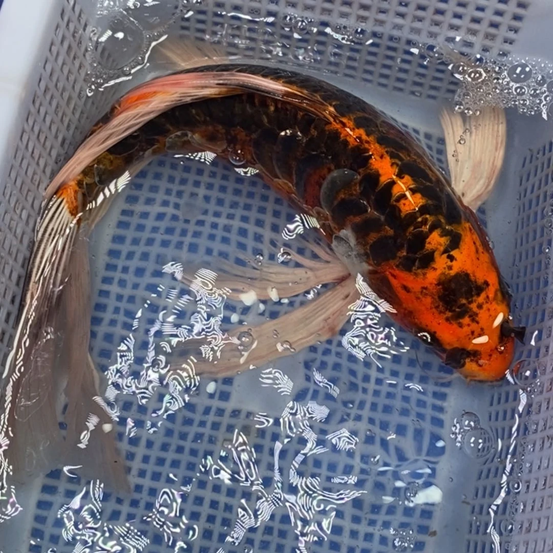 锦鲤冷水锦鲤包邮