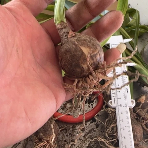 双绿，直径3加，苗情差，不包售后