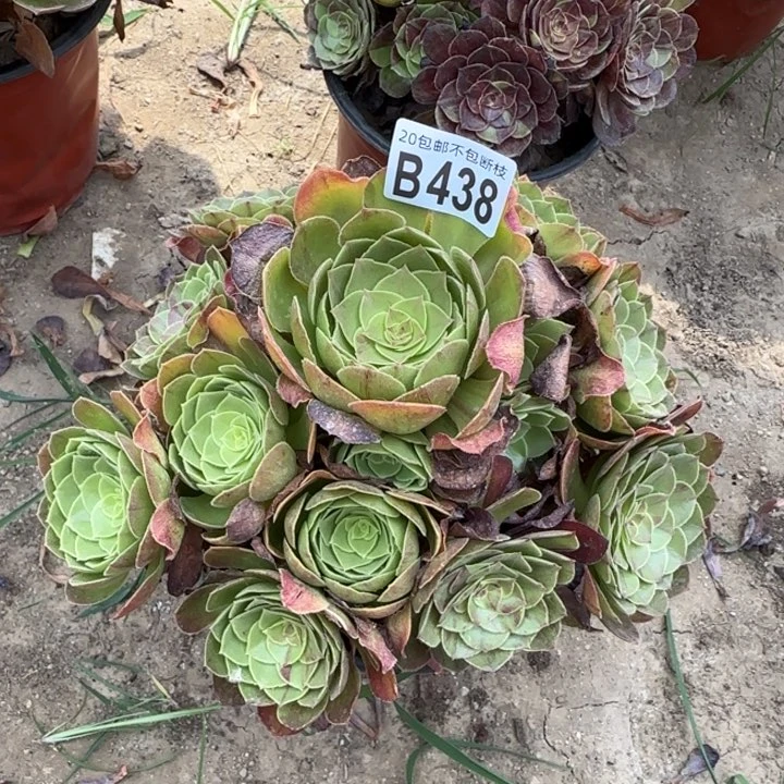 万圣节……不包断枝……