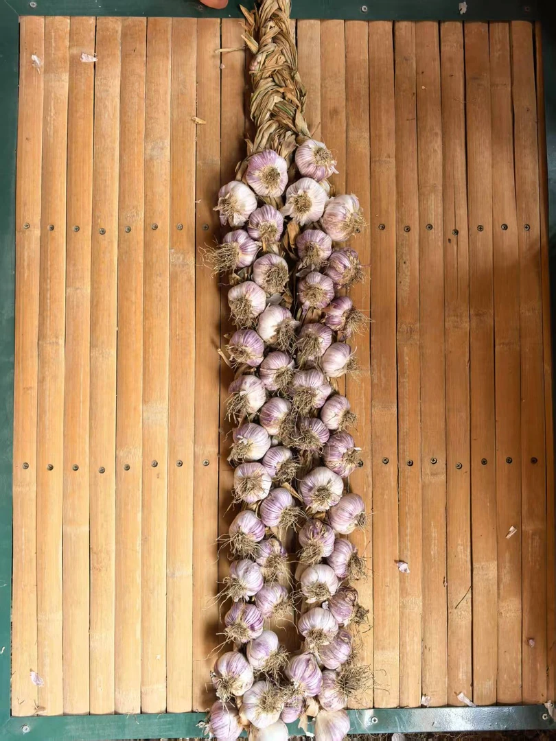 宝坻正宗紫皮六瓣红蒜现编现发【大果50头】（4-8瓣正常）