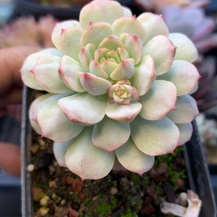 香草石化单头下面有崽