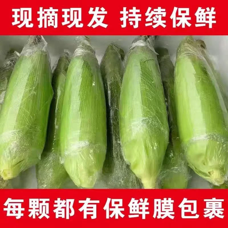（铁柱家）新鲜自种农家甜糯玉米现摘带叶发货健康粗粮8棒包邮