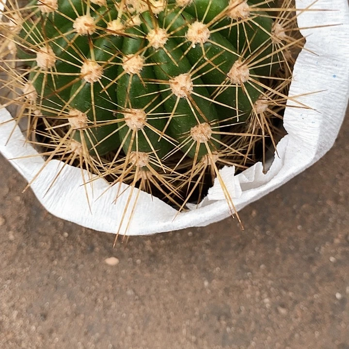 云儿毛花毛花257889