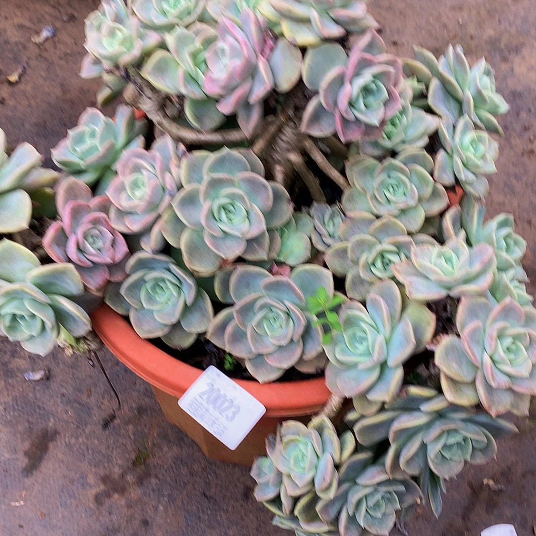 L***Z哈里沃森20023多肉多肉