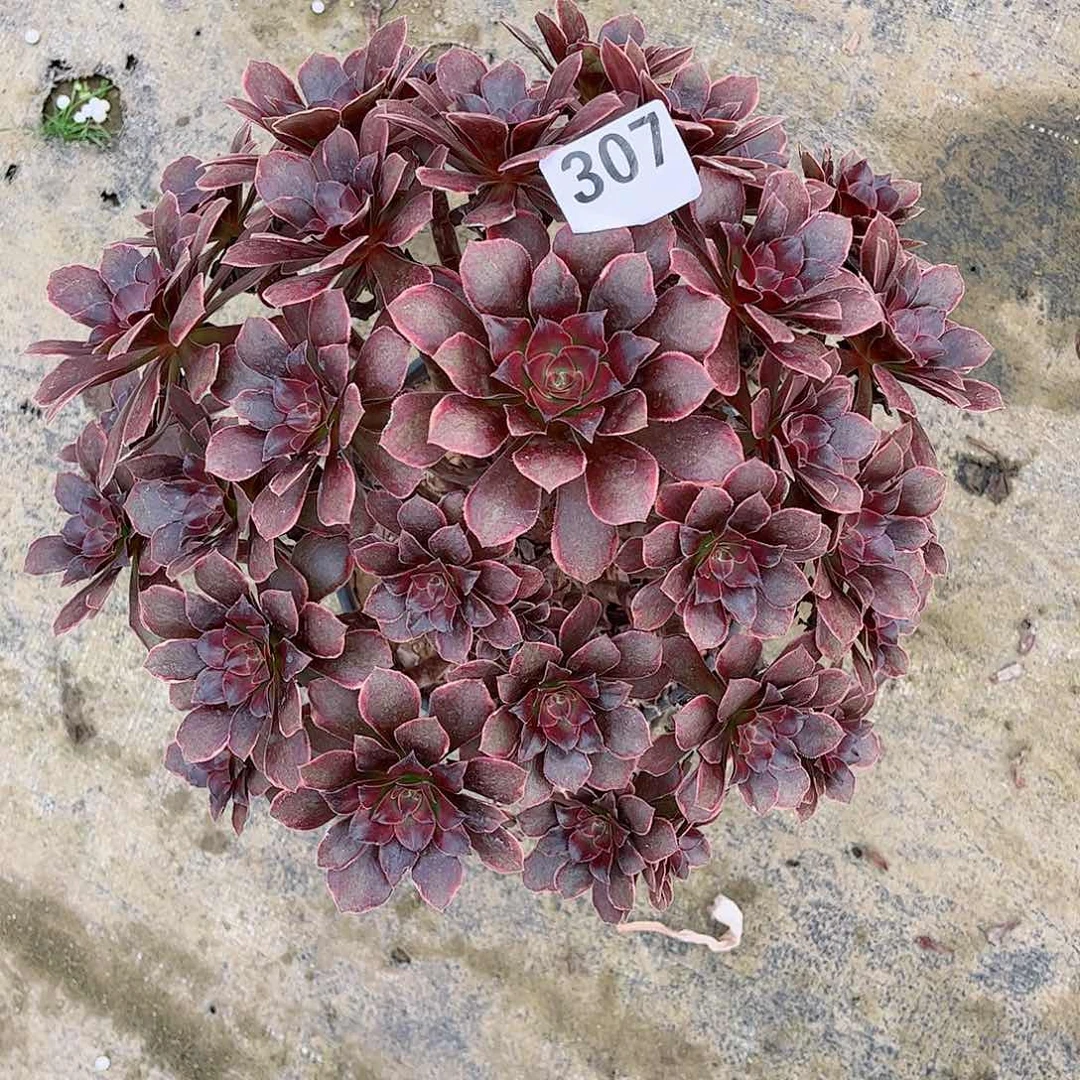 无花朵多肉植物307